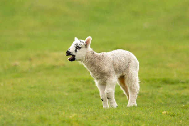 istock Young lamb in Springtime, facing left and bleating for her mum in rainy weather.  Yorkshire Dales, UK.  Clean, green background 1478646725