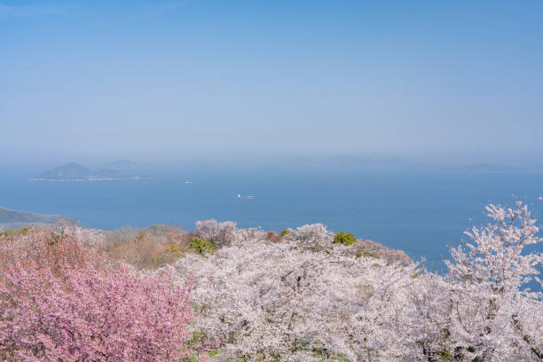 sakura i seto morze wewnętrzne shiudeyama w mieście mitoyo, prefektura kagawa - czeremcha zdjęcia i obrazy z banku zdjęć