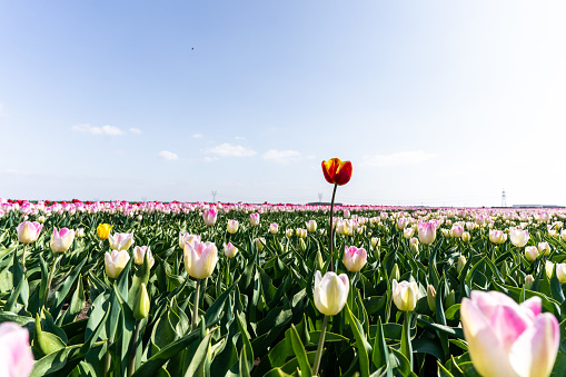 Colourful tulip fields, captured in The Netherlands during Spring season tulips. High quality photo