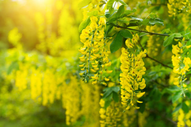 Scottish laburnum flowers spring time closep