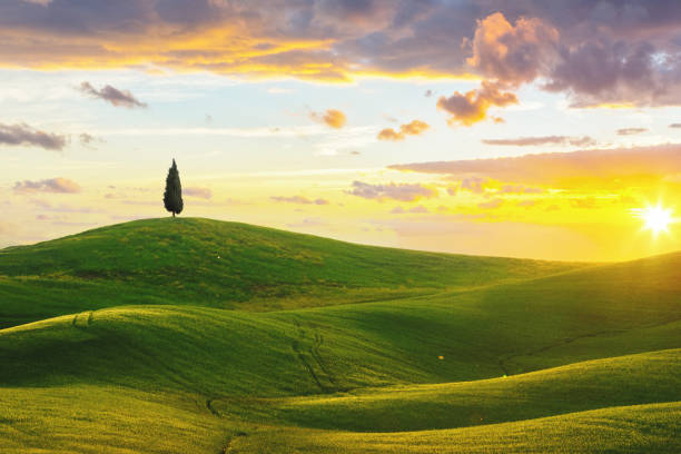 istock Lone cypress tree in Tuscany at sunset 1478647672