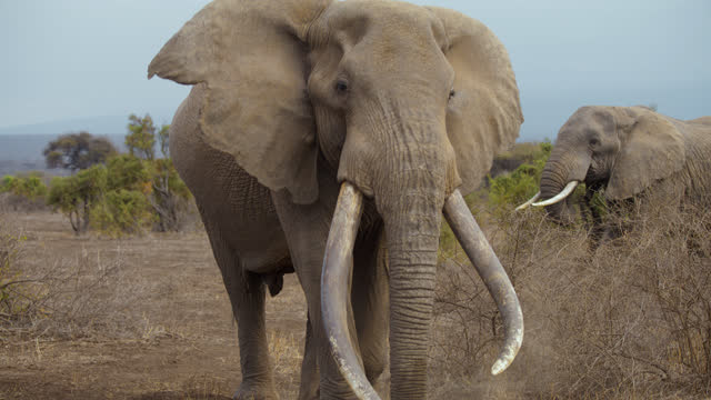 SLOW MOTION Old African elephant with strong tusks walking towards the camera and off to the side on the barren steppe. Elephant with big tusks. Documentary Footage