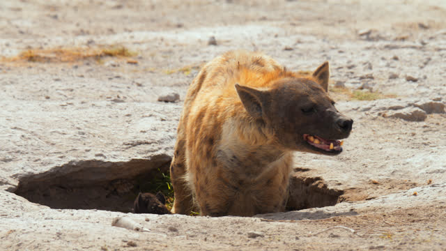 Cute baby hyena emerging from a sandy hole while mother is looking out in to the wasteland for danger,Amboseli National park,Kenya