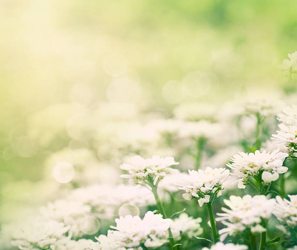 istock Flowers in the garden 147864894