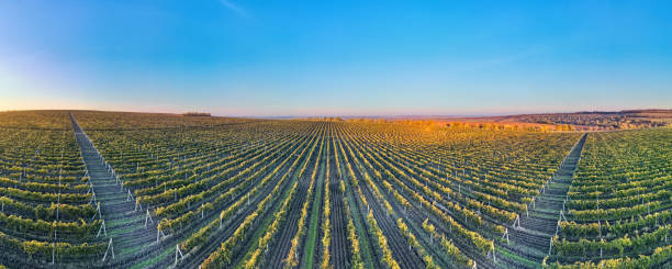 istock Panorama of green vineyard rows at sunset 1478649222