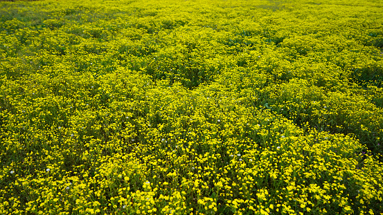 yellow flowers of spring in the field