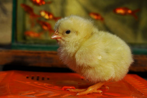 cute yellow chick close-up photo