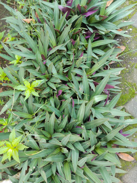 istock Photo Moses-in-the-cradle Plant 1478653926