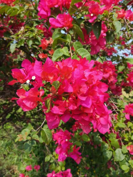 istock Houseplants Bougainvillea glabra 1478653927