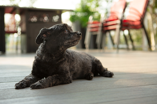 Black mixed tiny dog laying on outside gray patio deck