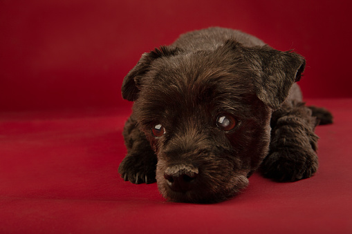 Pouting Black mixed tiny dog on red background studio