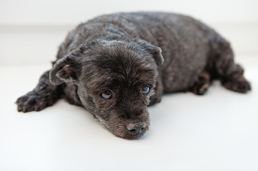 Pouting Black mixed tiny dog laying on white bench