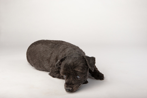 Pouting Black mixed tiny dog laying on white background