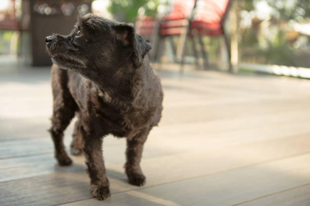 Old dog Portrait