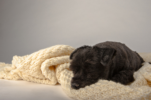 Mixed breed black tiny dog on napping on cream knitted blanket