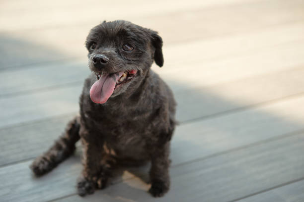 Black mixed tiny dog sitting on outside patio deck