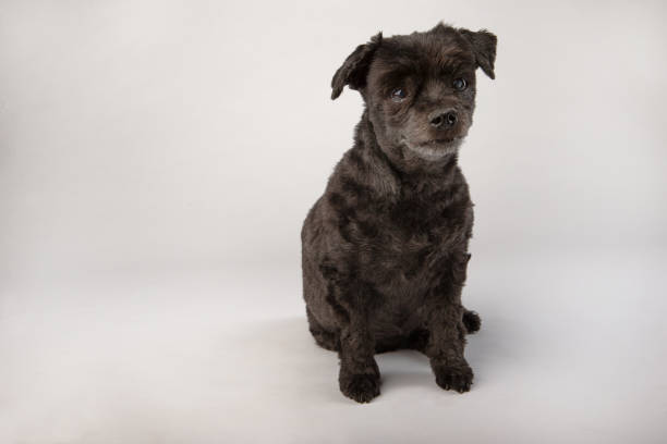 Black mixed tiny dog sitting on white background