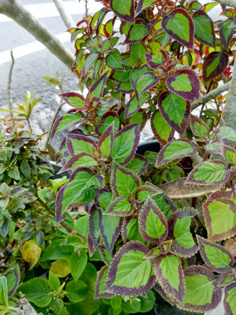 istock Photo of Coleus (Iler) Plant 1478655929