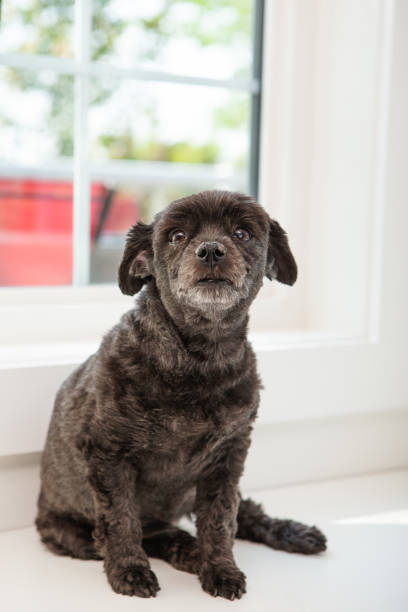 Black mixed tiny dog sitting on bench corner in front of window