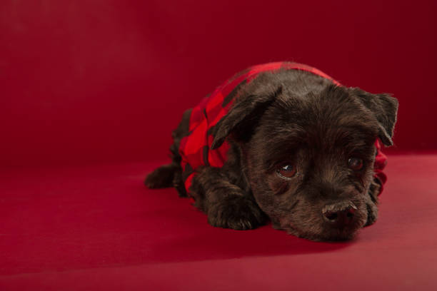 Black mixed tiny dog wearing red plaid shirt against red background studio