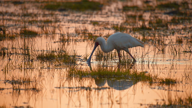 White Spoonbill dipping its beak in the grassy water and wading around on the hunt for fish in the wetlands during sunset,Amboseli National park,Kenya