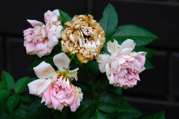 istock flower in green park 1478656449