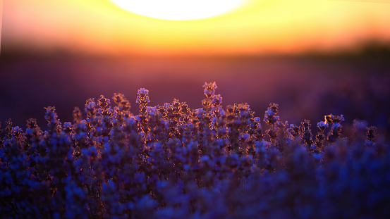 Lavender with purple flowers growing up on a field, huge sun on the background at sunset in Moldova
