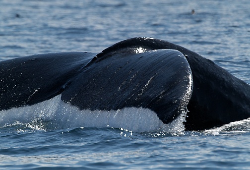 Humpback whales live in all oceans around the world. They travel great distances every year and have one of the longest migrations of any mammal on the planet.