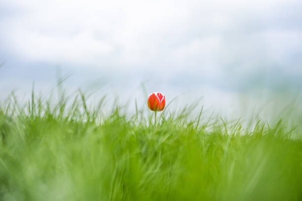 Colourful single tulip, captured in The Netherlands during Spring season tulips. High quality photo