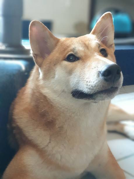istock Shiba female dog 1478658865