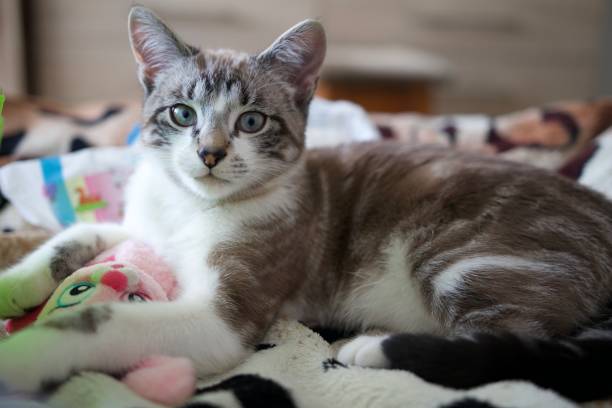 istock Cat laying on bed looking at the camera stock photo 1478659452