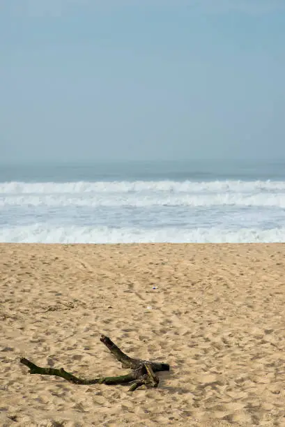 dry tree branches on the beach sand