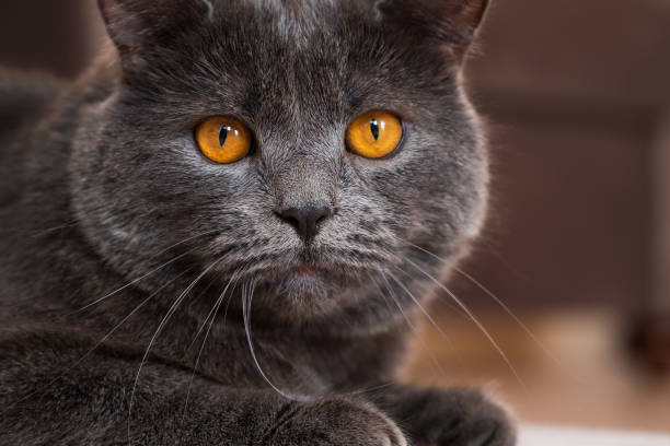 istock British shorthair cat 1478661619