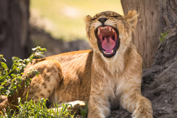 Free Stock Photo of A lion with its mouth open | Download Free Images ...