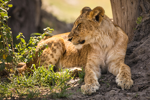 two young resting lions