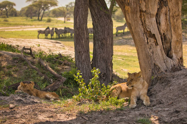 Two young lions watch a group of zebras at the waterhole Animal watching on safari in Tarangire National Park. Tanzania. Africa. safari animals lion road scenics stock pictures, royalty-free photos & images