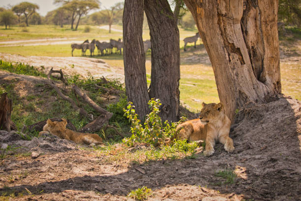 deux jeunes lions observent un groupe de zèbres au point d’eau - zebra africa wildlife nature photos et images de collection