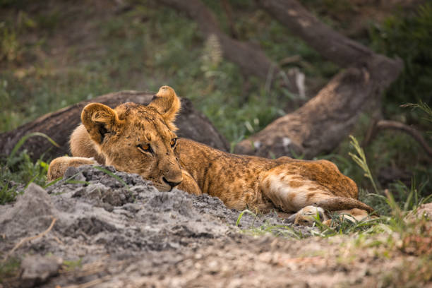 Young lion sleeps at the waterhole Animal watching on safari in Tarangire National Park. Tanzania. Africa. safari animals lion road scenics stock pictures, royalty-free photos & images