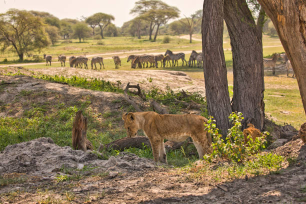 Two young lions watch a group of zebras at the waterhole Animal watching on safari in Tarangire National Park. Tanzania. Africa. safari animals lion road scenics stock pictures, royalty-free photos & images