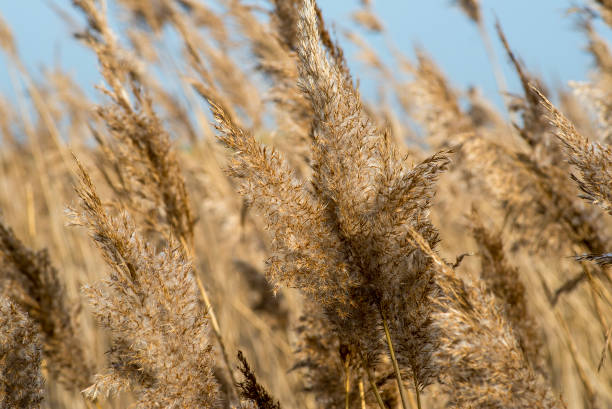 istock Juncaceae or dry reeds in wetland 1478664962