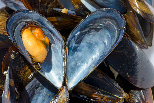 heart-shaped mussels from Galicia