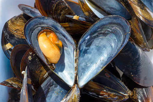 heart-shaped mussels from Galicia
