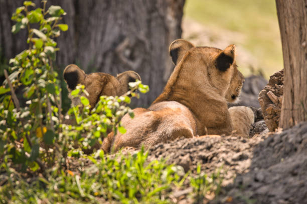 Two young lions watch a group of zebras at the waterhole Animal watching on safari in Tarangire National Park. Tanzania. Africa. safari animals lion road scenics stock pictures, royalty-free photos & images