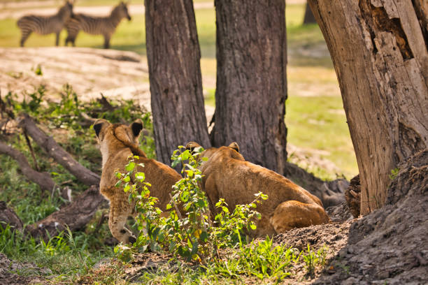 Two young lions watch a group of zebras at the waterhole Animal watching on safari in Tarangire National Park. Tanzania. Africa. safari animals lion road scenics stock pictures, royalty-free photos & images