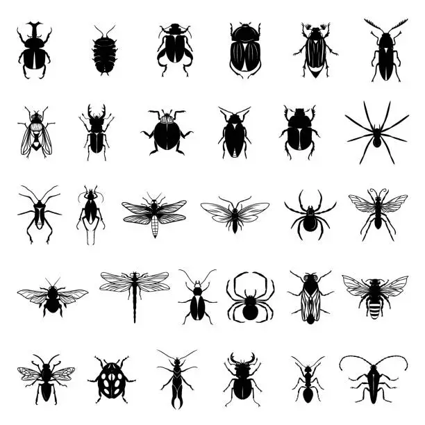 Vector illustration of Collection of black insects isolated on a white background.