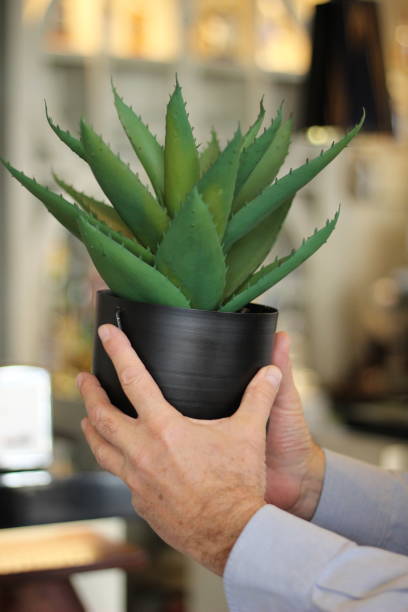 istock Aloe in men's hand 1478666073
