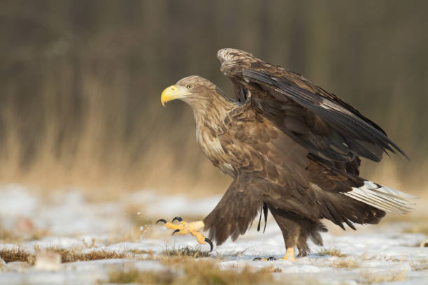 istock Majestic predator White-tailed eagle, Haliaeetus albicilla in Poland wild nature 1478666752