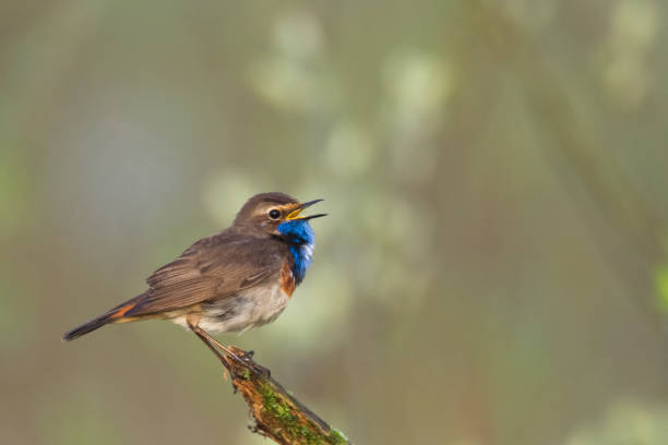 istock Bird Bluethroat Luscinia svecica migratory small bird singing and perching spring time amazing morning Poland Europe a bird that lives in reeds in river valleys 1478667167
