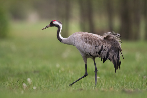 Bird - Common Crane Grus grus, walking on a meadow, spring time Poland Europe