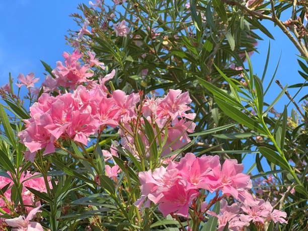 istock Pink flowers oleander bush in garden. 1478667750